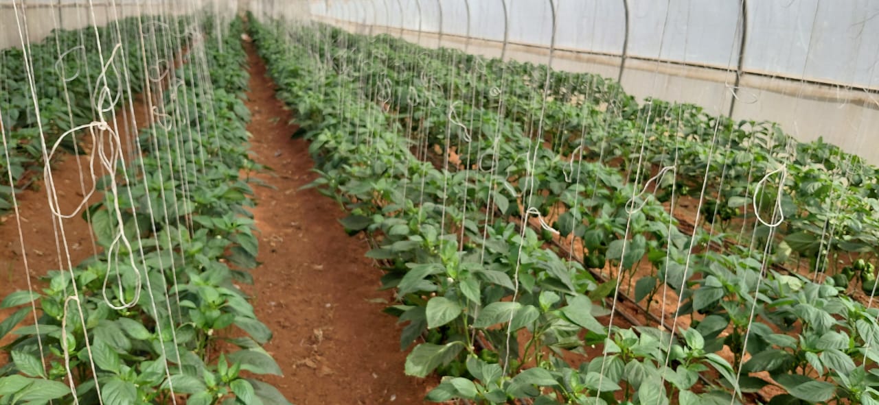 Greenhouse Plants