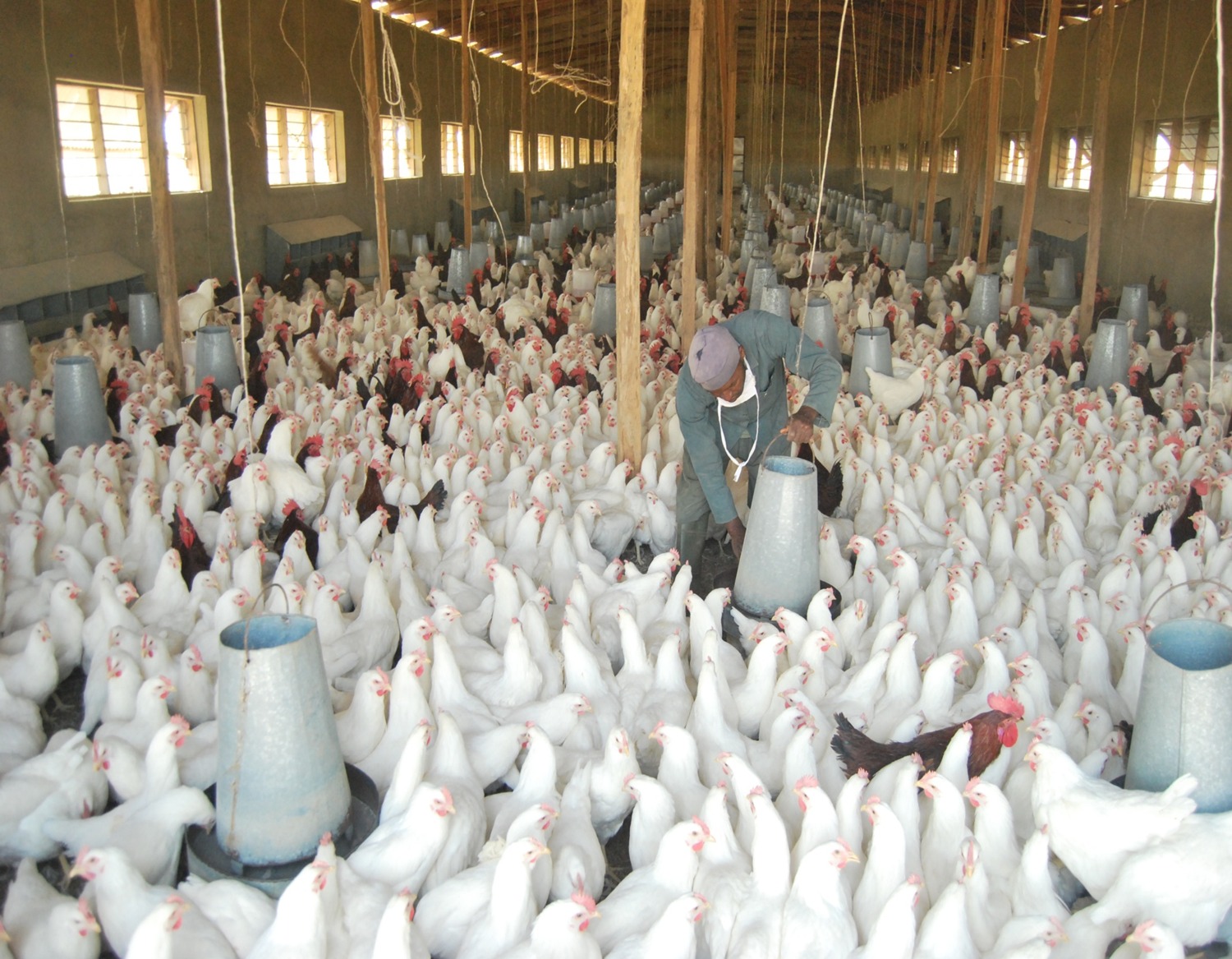 Poultry Farming