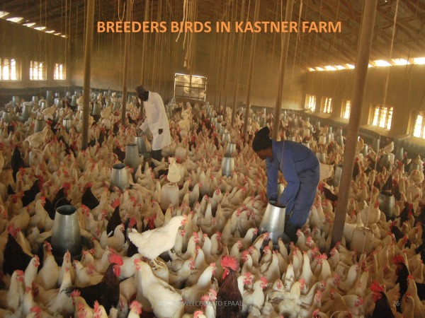Quality Broilers
