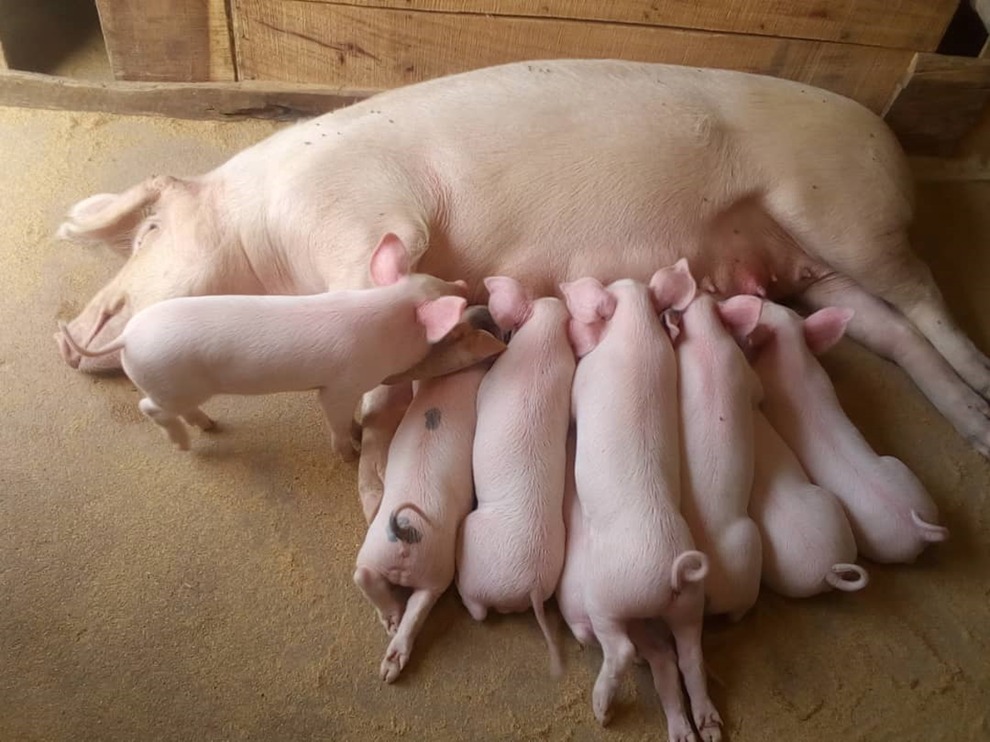 Piggery Section