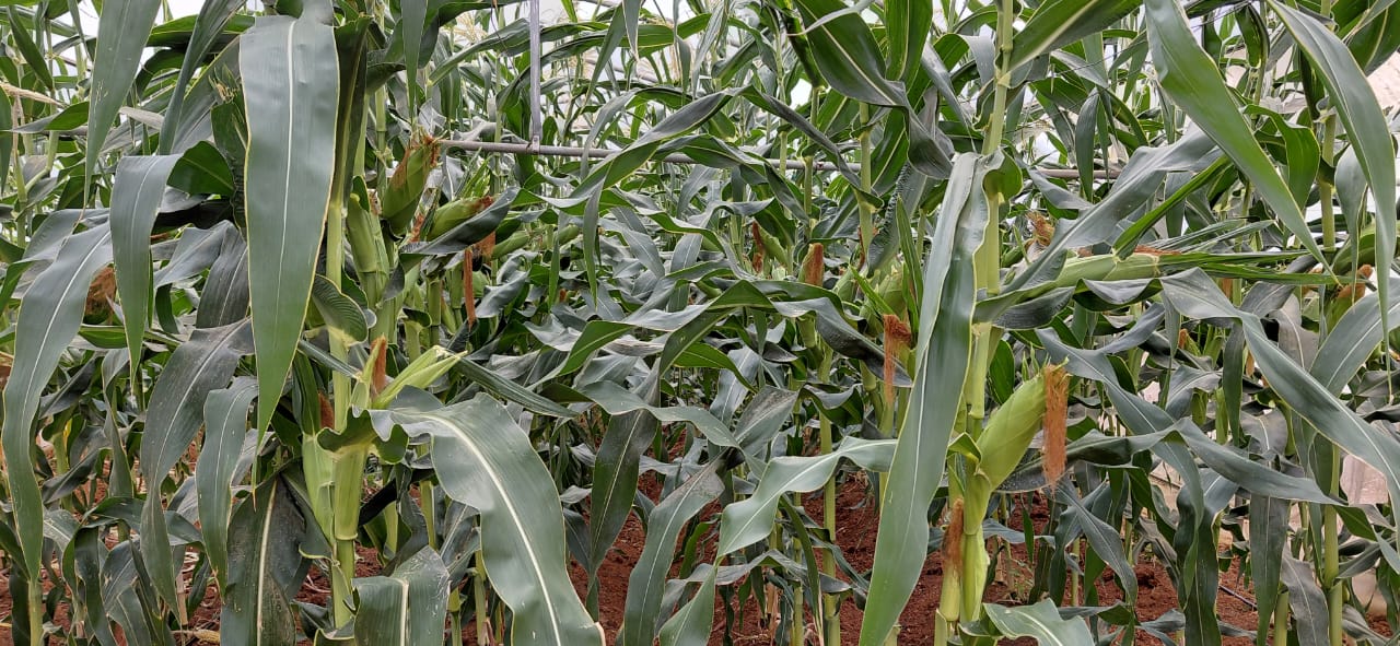 Sustainable Crops